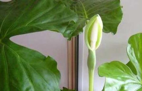 滴水观音烂根怎么办 滴水观音烂根处理方法