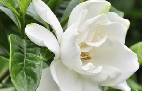 栀子花的水培方法 栀子花的水培方法和注意事项南方