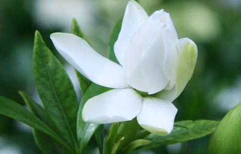 盆栽栀子花怎么养(栀子花叶子发黄 一勺醋解决)