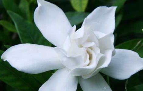 栀子花什么时候开（栀子花什么时候开始孕育花苞）