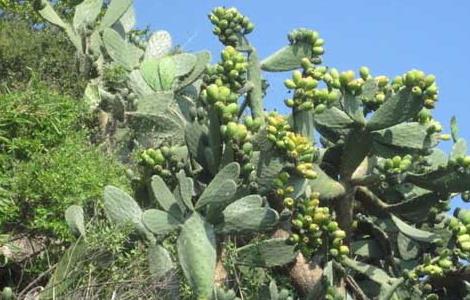 仙人掌开花吗 仙人掌开花吗 多少年开花