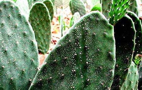 仙人掌开花吗