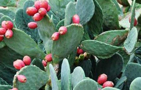 仙人掌的果实能吃吗（仙人掌的果实能吃吗?）