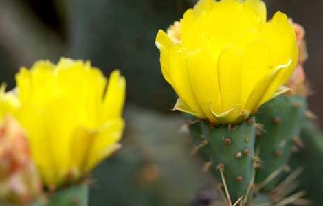 仙人掌的繁殖方法 仙人掌的繁殖方法有哪些