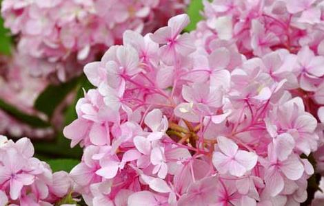 绣球花的家庭养殖方法 绣球花怎么养家庭养法