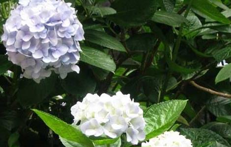 绣球花的修剪方法（绣球花的修剪方法视频）