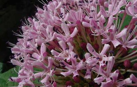 绣球花的养殖作用（绣球花的养殖技术）