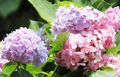 绣球花怎么养 绣球花怎么养水里