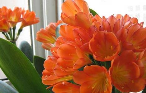 君子兰开花时间（君子兰的养殖方法和注意事项）