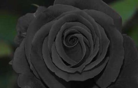 黑玫瑰花语是什么?（黑玫瑰一般送什么人）