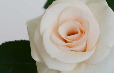 香槟玫瑰花语是什么 白色香槟玫瑰花语