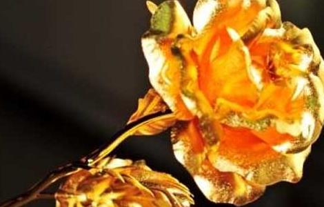 金玫瑰花语是什么 金玫瑰花语是什么意思