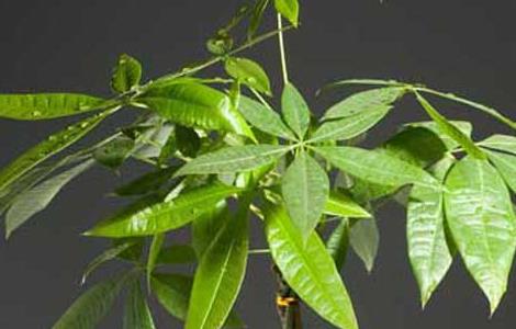 发财树的繁殖方法（发财树的繁殖方法与栽培技术）