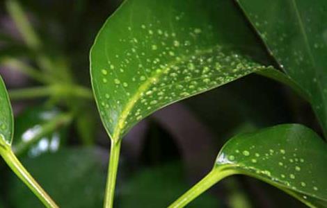 发财树的浇水方法 发财树三大忌讳