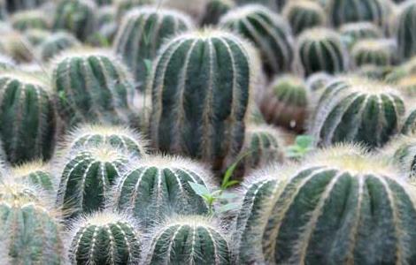 仙人球长斑怎么办（仙人球长斑怎么办啊）