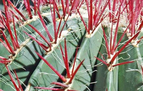 仙人球怎么养长得快 仙人球怎样养长得快