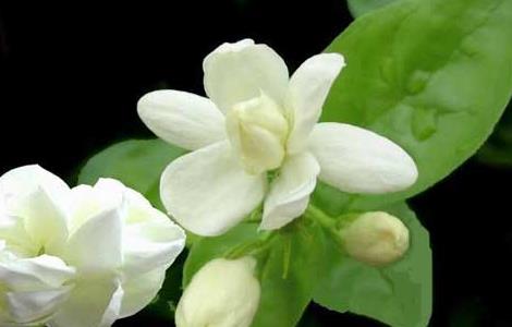 茉莉花扦插繁殖方法 茉莉花扦插繁殖方法视频
