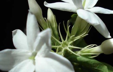 茉莉花的修剪方法