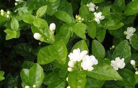 茉莉花有毒吗 茉莉花适合在室内养吗