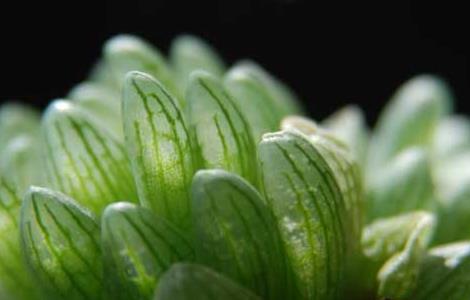 玉露的常见品种分类(玉露的常见品种分类图片)