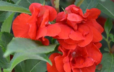 凤仙花种子怎么种（凤仙花种子怎么种才能发芽）