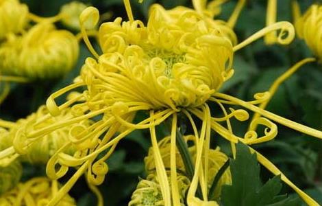 菊花的生长习性 菊花的生长特征