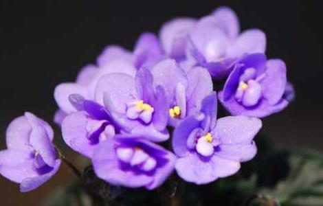 非洲紫罗兰的花语和故事(非洲紫罗兰百科)