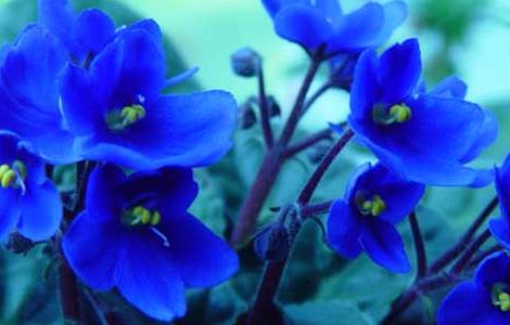 非洲紫罗兰的花语和故事