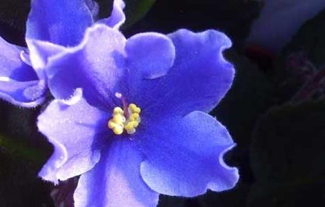 紫罗兰的产地分布 紫罗兰的产地是哪