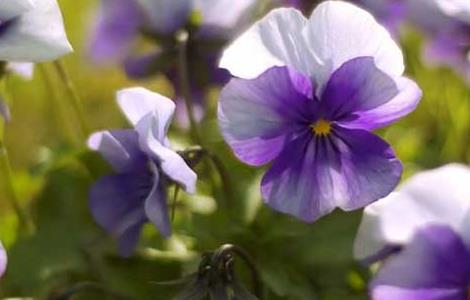 紫罗兰的养殖方法 紫罗兰的养殖方法与注意事项