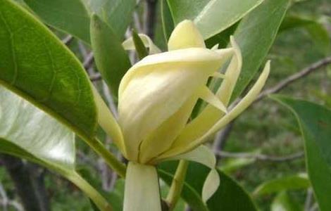 白兰花的花语和故事传说 白兰花的花语和故事传说有哪些