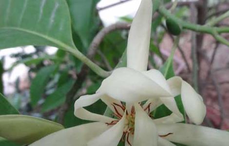 白兰花的作用 白兰花纯露的功效与作用