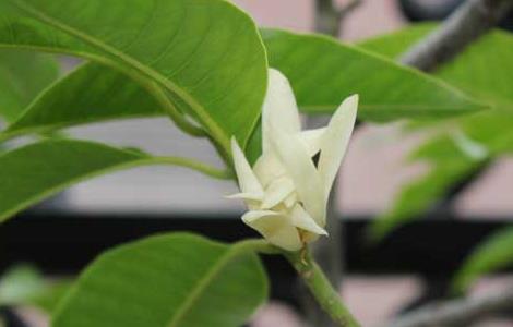 白兰花叶子发黄怎么办（冬季白兰花叶子发黄怎么办）