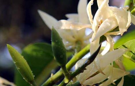 白兰花的繁殖方法（白兰花的繁殖方法视频）