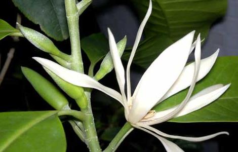 白兰花病虫害防治技术 白兰花病害识别图片