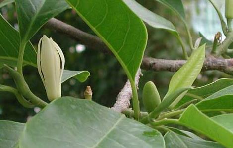 白兰花的养殖方法 吊兰花的养殖方法