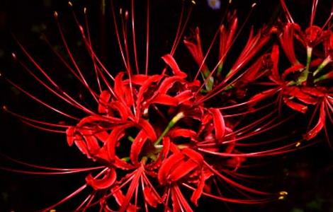 彼岸花的生长习性（彼岸花的分布）