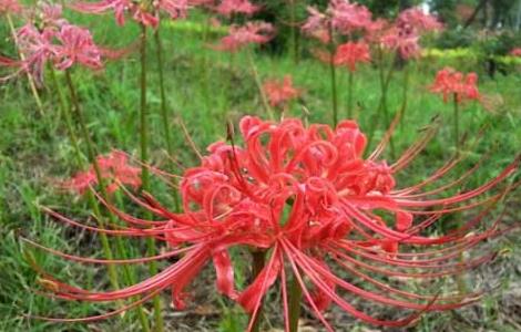 彼岸花病虫害防治技术 彼岸花虫子