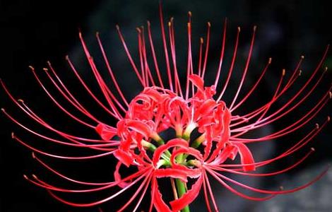 彼岸花的繁殖方法（彼岸花的繁殖方法有哪些）