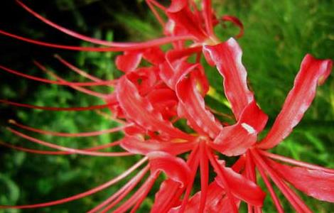 关于彼岸花的诗词有哪些（关于彼岸花的诗词有哪些三年级）