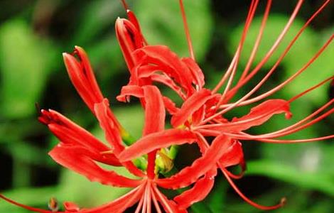 彼岸花什么时候开 彼岸花什么时候开花和长叶