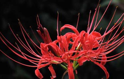 彼岸花的养殖方法（彼岸花的养殖方法和注意事项 彼岸花怎么养）