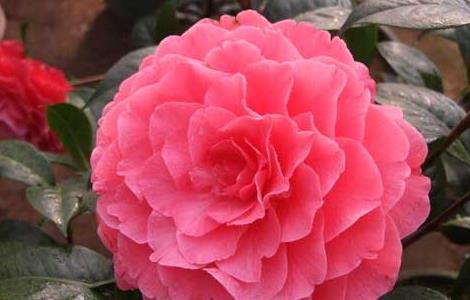 油茶树嫁接茶花的方法（油茶树嫁接茶花的方法视频）