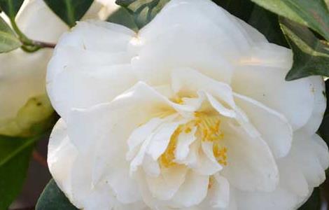 山茶花什么时候开花 山茶花一年开几次花