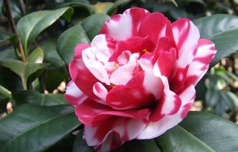 山茶花的养殖方法 山茶花的养殖方法浇水