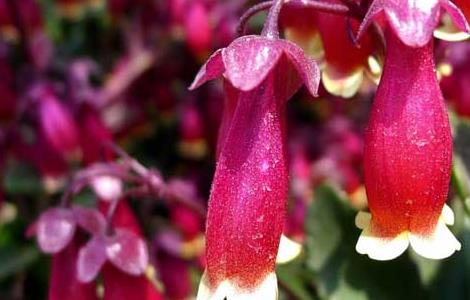 宫灯长寿花的养殖方法(宫灯长寿花盆栽)