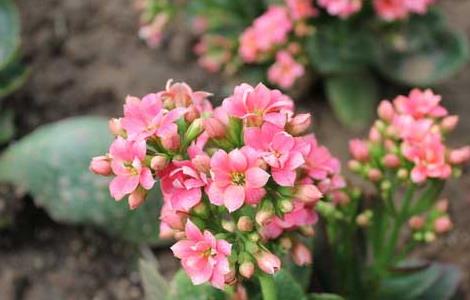 长寿花的扦插方法（长寿花繁殖方法）