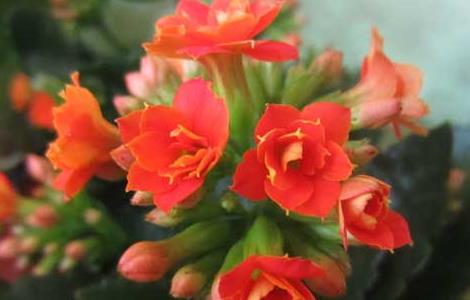 长寿花的修剪方法（长寿花的修剪方法图解）