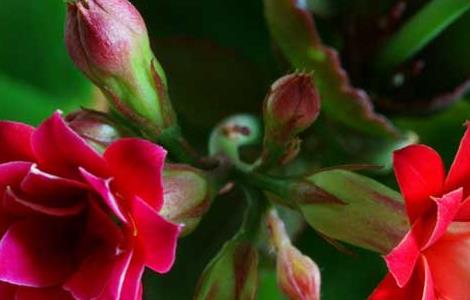 长寿花不开花的原因和办法 长寿花不开花有什么办法