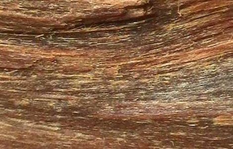 沉香的产地分布和形成过程(沉香的产地分布和形成过程图片)